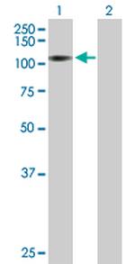MAP3K14 Antibody in Western Blot (WB)