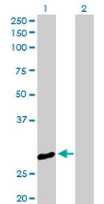 CLIC3 Polyclonal Antibody, MaxPab™