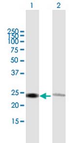 RPL14 Polyclonal Antibody, MaxPab™
