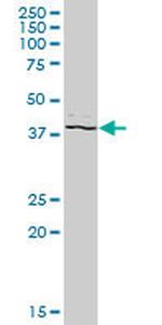 PSTPIP2 Antibody in Western Blot (WB)