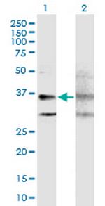 GPRC5A Polyclonal Antibody, MaxPab™