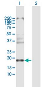 CLDN8 Polyclonal Antibody, MaxPab™