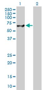 USP14 Polyclonal Antibody, MaxPab™