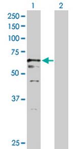 USP2 Polyclonal Antibody, MaxPab™