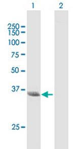 NMI Polyclonal Antibody, MaxPab™