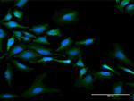 NMI Polyclonal Antibody, MaxPab™