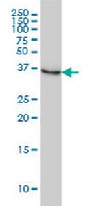 NMI Monoclonal Antibody (9D8)