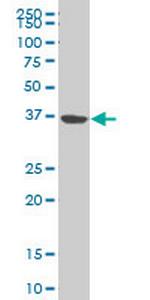 NMI Monoclonal Antibody (10E5)