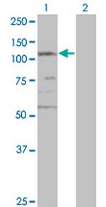 CSPG6 Antibody in Western Blot (WB)