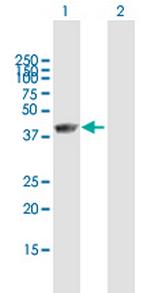 FAM50A Polyclonal Antibody, MaxPab™