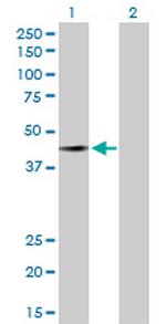 FAM50A Polyclonal Antibody, MaxPab™