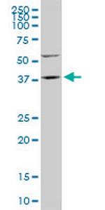 FAM50A Monoclonal Antibody (5F10)