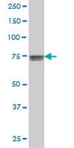 KCNQ4 Monoclonal Antibody (2H6)