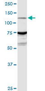 ARHGEF1 Polyclonal Antibody, MaxPab™
