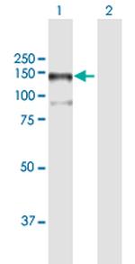 MAP3K13 Polyclonal Antibody, MaxPab™