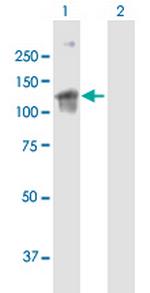 ARHGEF2 Polyclonal Antibody, MaxPab™
