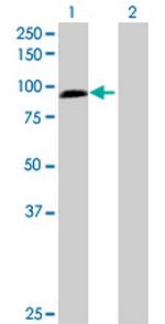 ZW10 Polyclonal Antibody, MaxPab™