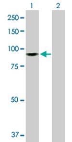 ZW10 Polyclonal Antibody, MaxPab™