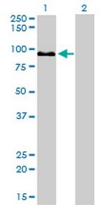ZW10 Monoclonal Antibody (2E5)