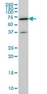 REPS2 Antibody in Western Blot (WB)