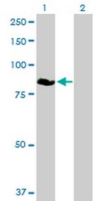 ZBED1 Polyclonal Antibody, MaxPab™