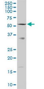 SLC33A1 Polyclonal Antibody, MaxPab™