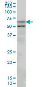 SLC33A1 Monoclonal Antibody (3A4)