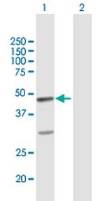 FAIM3 Polyclonal Antibody, MaxPab™