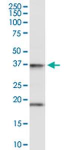 FAIM3 Antibody in Western Blot (WB)