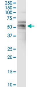 FAIM3 Antibody in Western Blot (WB)