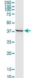 FAIM3 Antibody in Western Blot (WB)