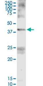 FAIM3 Antibody in Western Blot (WB)
