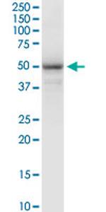 FAIM3 Antibody in Western Blot (WB)