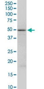 FAIM3 Antibody in Western Blot (WB)
