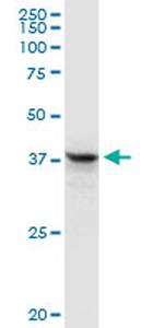 FAIM3 Antibody in Western Blot (WB)
