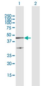 FAIM3 Polyclonal Antibody, MaxPab™