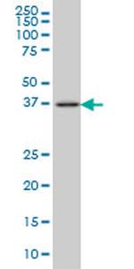 FAIM3 Antibody in Western Blot (WB)