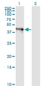FAIM3 Monoclonal Antibody (1E4)