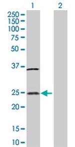 IL32 Antibody in Western Blot (WB)