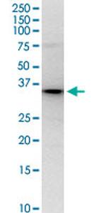 PNMA1 Antibody in Western Blot (WB)