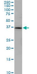 PNMA1 Monoclonal Antibody (1C3)
