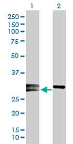 NOG Polyclonal Antibody, MaxPab™