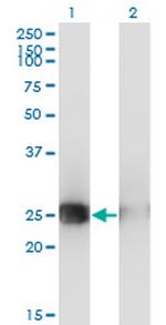 MSC Monoclonal Antibody (4D7)