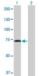 GPR50 Polyclonal Antibody, MaxPab™