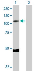 RPS6KA5 Polyclonal Antibody, MaxPab™