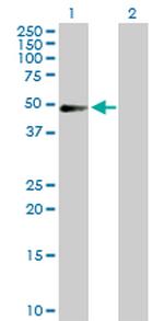 PDLIM7 Polyclonal Antibody, MaxPab™