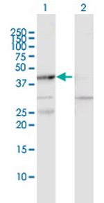 MAPKAPK2 Polyclonal Antibody, MaxPab™