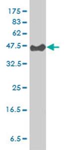 CYTH3 Antibody in Western Blot (WB)