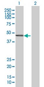 CYTH2 Polyclonal Antibody, MaxPab™