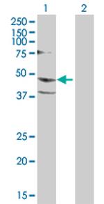 PSCD1 Polyclonal Antibody, MaxPab™